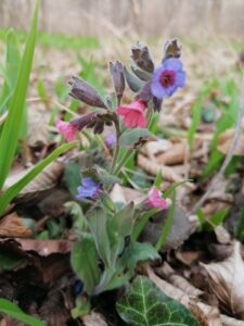 Frühlingskräuter – bringen frischen Schwung