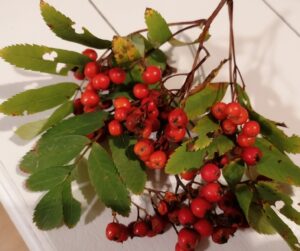 Die etwas andere Kräuterkunde – Wilde Wurzeln, Beeren und Kräuter für Herbst und Winter