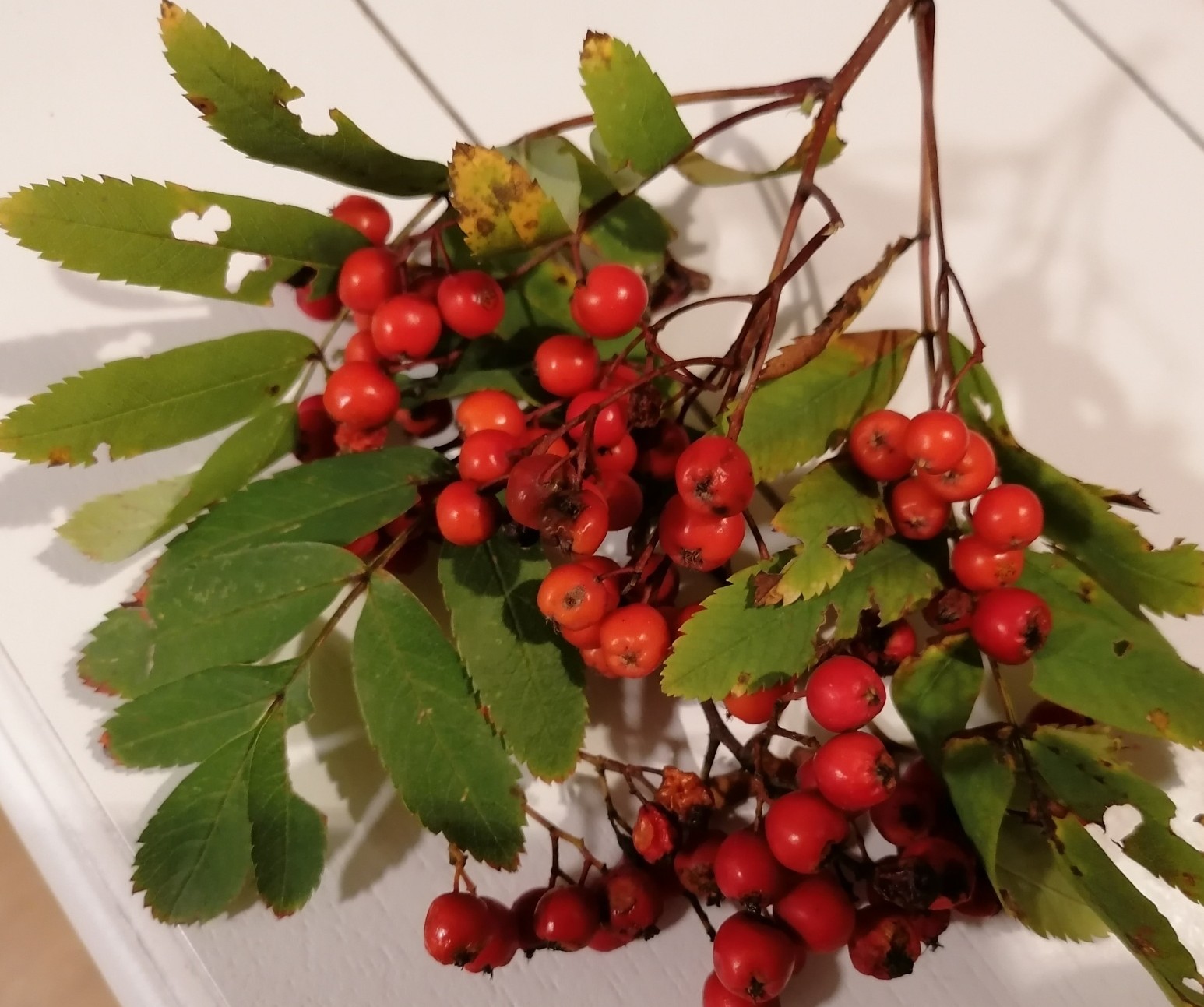 Die etwas andere Kräuterkunde – Wilde Wurzeln, Beeren und Kräuter für Herbst und Winter